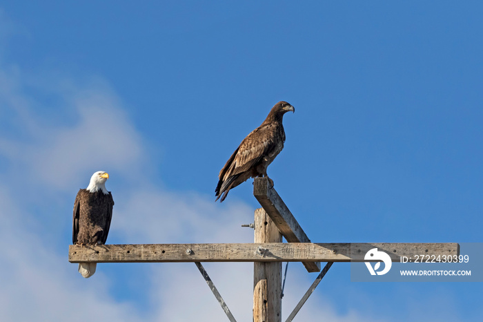 Birds bald eagles at pole perch on California