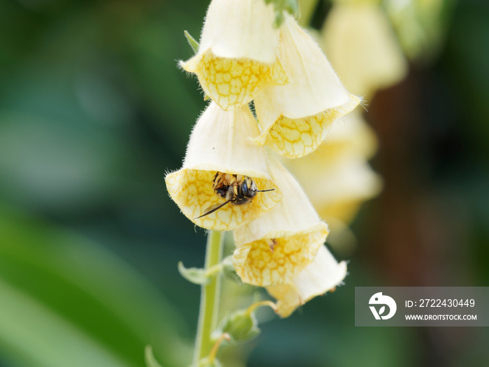 Digitale à grandes fleurs jaune clair ou digitalis grandiflora aux lèvres inférieures tachées de brun visitée par une abeille solitaire (Anthidium florentinum)