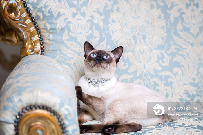 a two-color cat without tail of Mekong Bobtail breed with a jewel a precious necklace of pearls around his neck sits on a retro baroque chair in a royal French interior. Theme is luxurious and rich