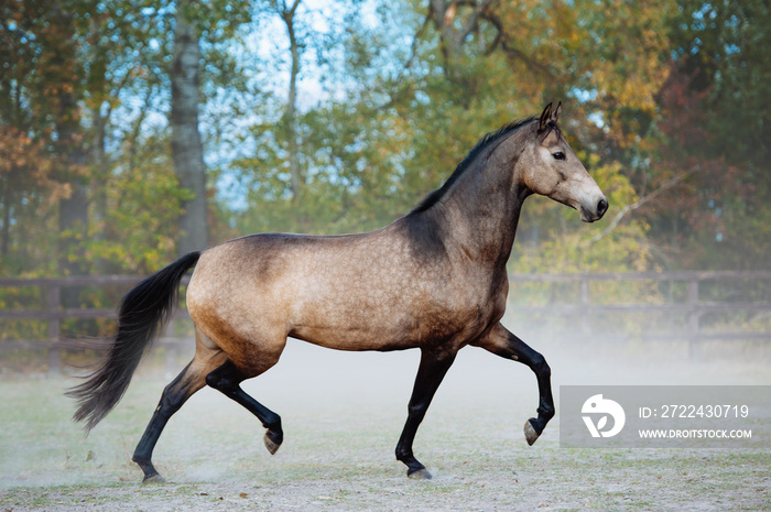 Beautiful horse trotting in a paddock on a background of dust