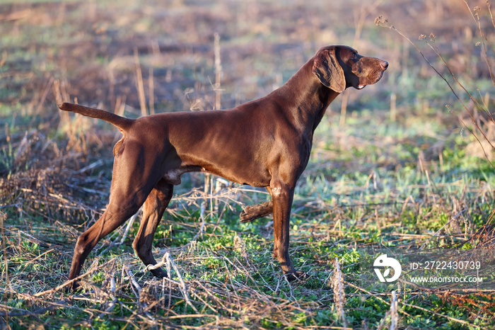 A young muscular brown hunting dog is standing in a point in the field among the green grass. A spring warm day. German Shorthaired Pointer.