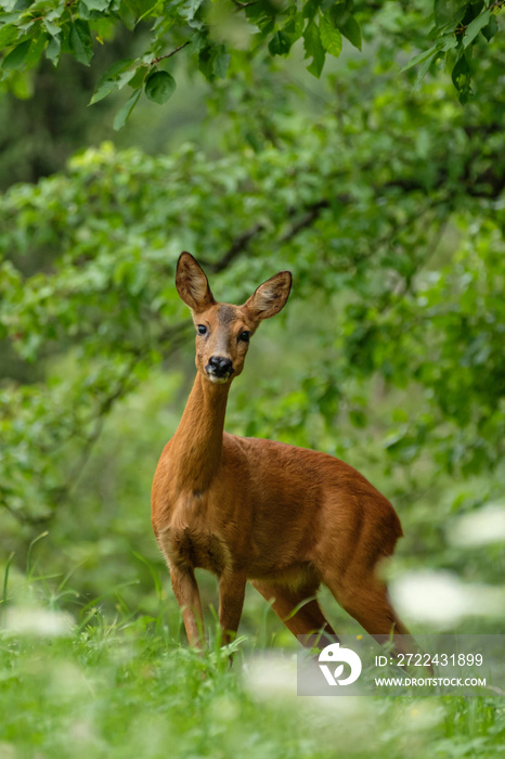 Female roe deer in vertical format