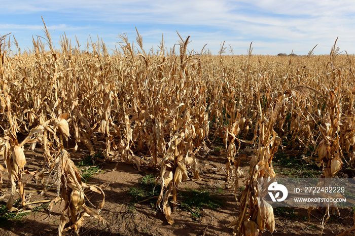 Corn cob growing on plant ready to harvest, Argentine Countryside, Buenos Aires Province, Argentina