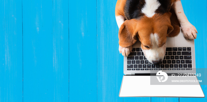 Top view, a beagle dog working with a blank screen notebook computer on a blue wooden backdrop.