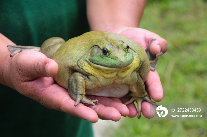 Giant African Bullfrog on hand. Copy space and animal concept