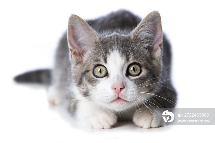 Cute tabby kitten on white background