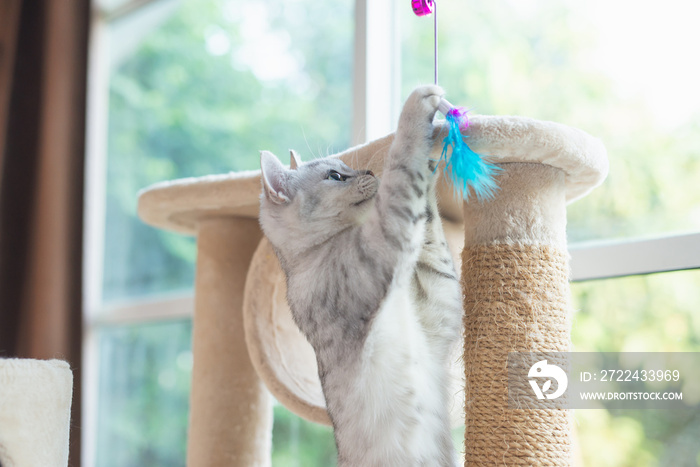 kitten playing toy on cat tower