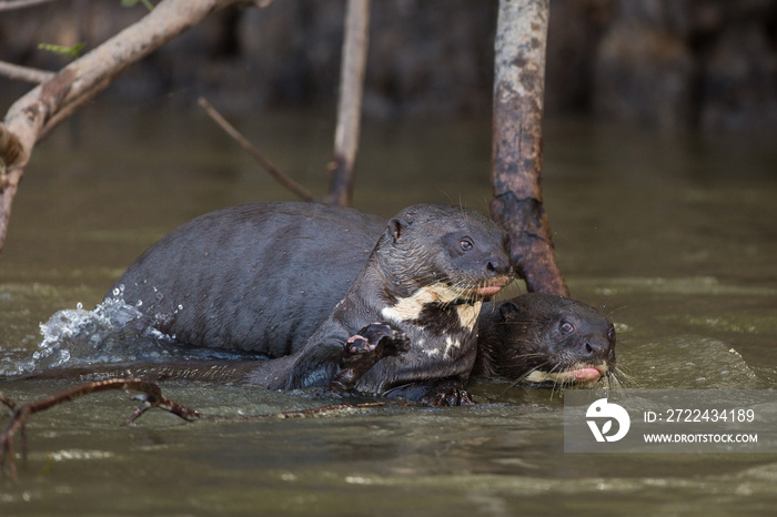 Giant otters, Pteronura brasiliensis, in the Cuiaba River, Brazil.