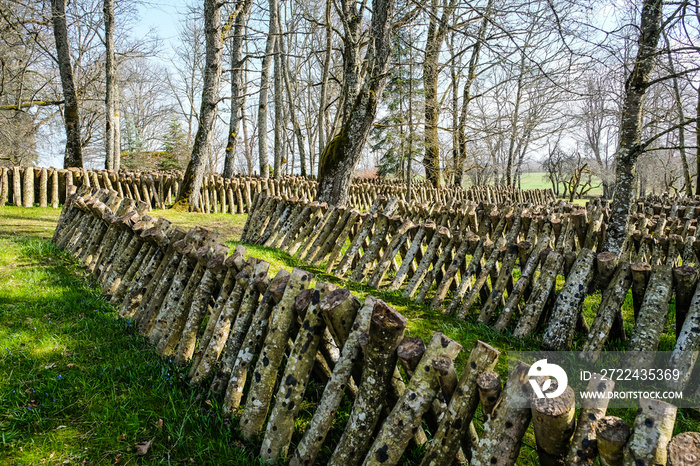 Logs for shiitake mushroom growing outdoors. Green farming. Cultivation and growth of the Shiitake mushrooms in Japanese technology on oak logs . Defocused