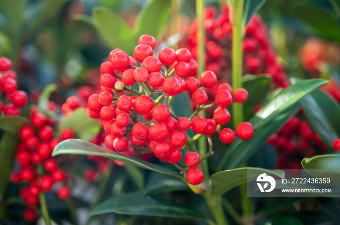 Red berries of winter blossoming garden plant, evergreen skimmia japonica  ornamental plant