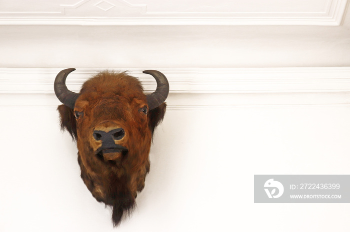 stuffed buffalo head hanging on a wall