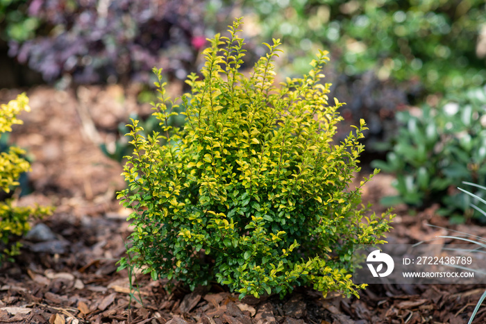 Sunshine ligustrum, a small privet decorative shrub with bright yellow and lime leaves