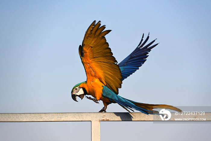 A beautiful Macaw is flying in the sky, Freedom concept