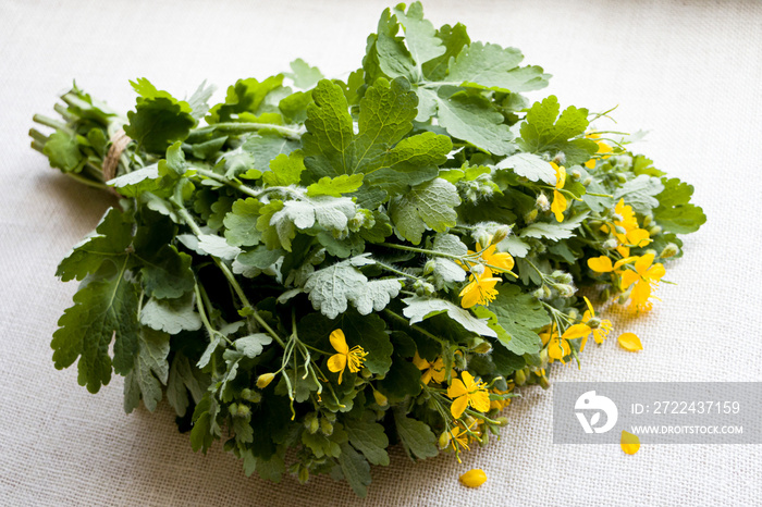 Chelidonium. Bundle of chelidonium stems. The concept of medicinal herbs. selective focus.