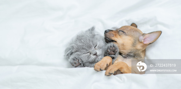 Kitten and toy terrier puppy sleep together under a white blanket on a bed at home. Top down view. Empty space for text