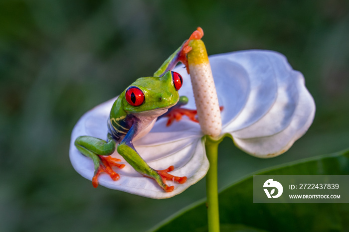 Red-eyed Tree Frog, Agalychnis callidryas, sitting on the green leave in tropical forest in Costa Rica.