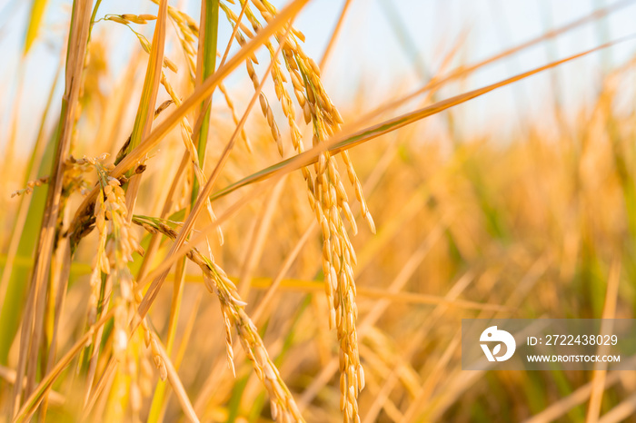 gold paddy on the field in the morning horizontal composition