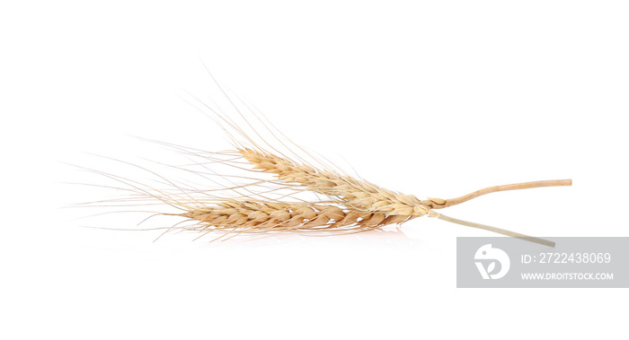 paddy rice barley wheat oats seed isolated white