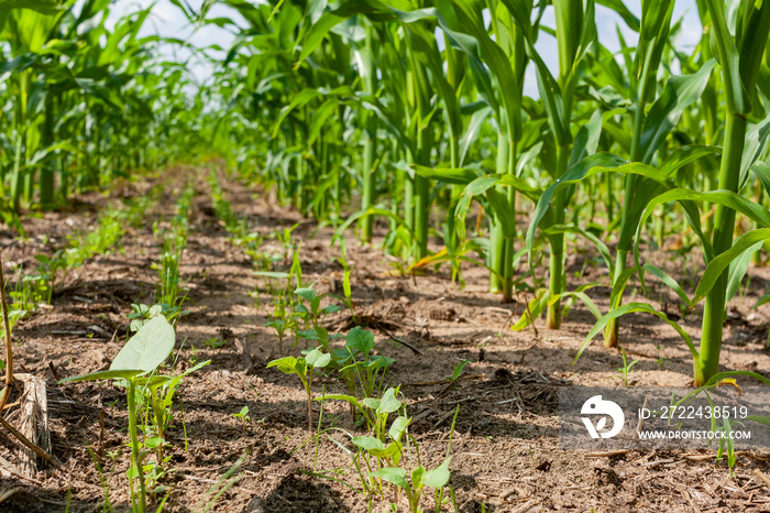 Interseeded cover crops growing between rows of corn.