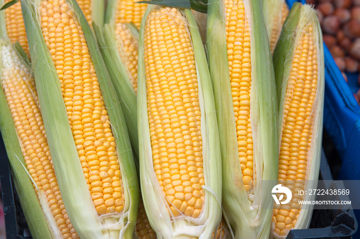 Variety of ripe fresh just picked sweetcorn, sugar corn and pole corn cob with green leafs. Organic, vegetarian raw meal - healthy and tasty yellow gold sweet corn at harvest day festival market