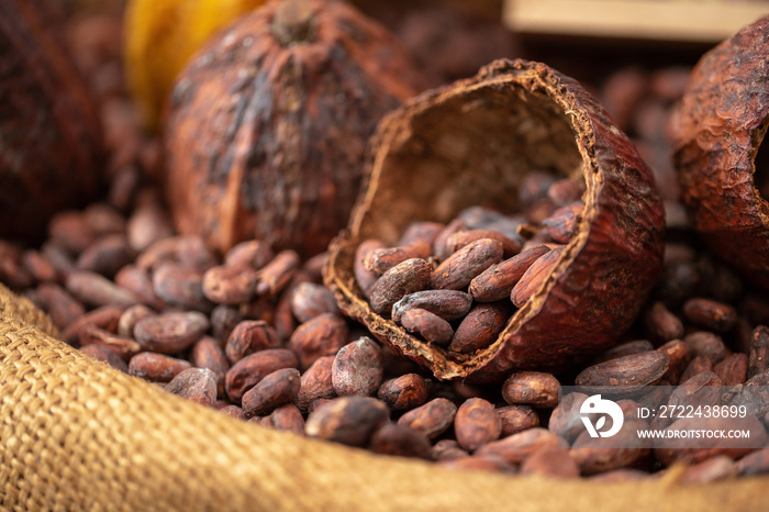 cocoa beans and cocoa pod pouring out into a burlap sack