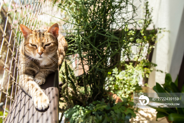 A balcony with plants, cat and net protection, Urban jungle living