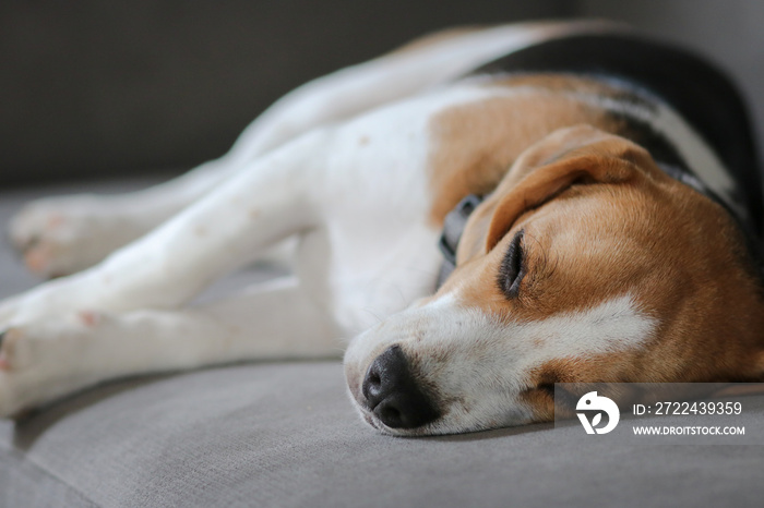 Beagle dog sleeping on sofa. Cute Beagle puppy on sofa indoors. Adorable pet. Beagle dog sleeping on sofa.