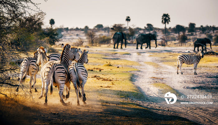 Zebras rennen über die Ebene mit Elefanten im Hintergrund, Makgadikgadi Pans Nationalpark, Botswana