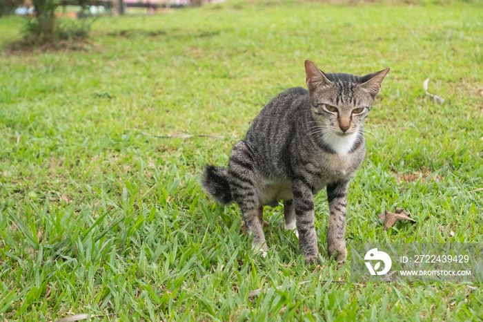 cat is pooping on the grass