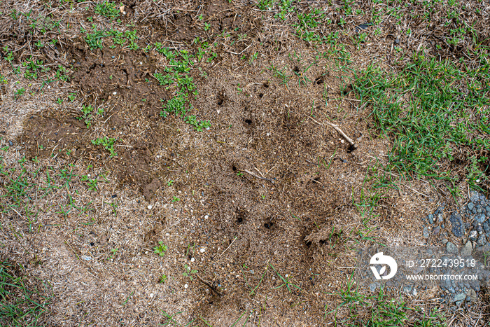 Earth With Ant Nest Top View