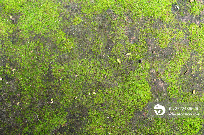 green moss ground background texture