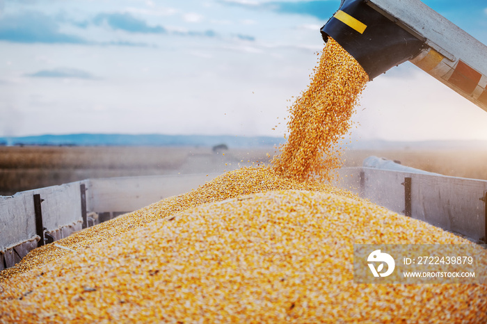 Machine for separating corn grains working on field and filling tractor trailer with corn. Autumn time. Husbandry concept.