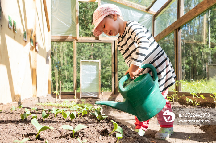 A little girl is watering vegetables sprouts from a green watering can. Young farmer works in a glass greenhouse. Summer in the country.