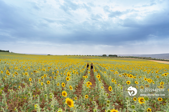 Two young women walking among sunflowers.