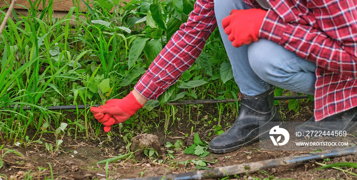 female women gardener weeding in greenhouse in a red gloves pulling out weeds