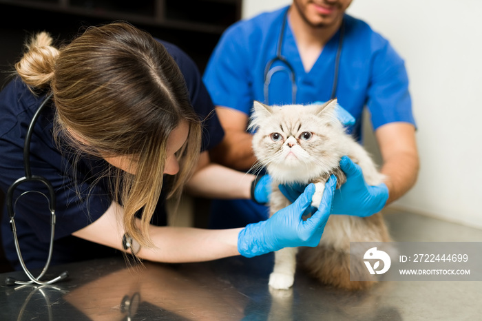 Professional vets looking at the wound of a cat’s paw