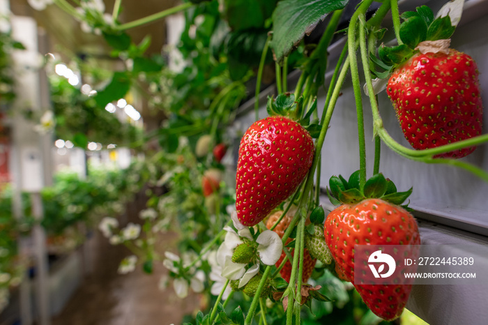 Appetizing strawberries growing in a garden or modern vertical farm