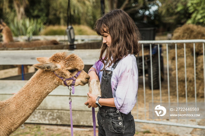 child girl feeding an alpaca on natural background, llama on a farm, domesticated wild animal cute and funny with curly hair used for wool. High quality photo