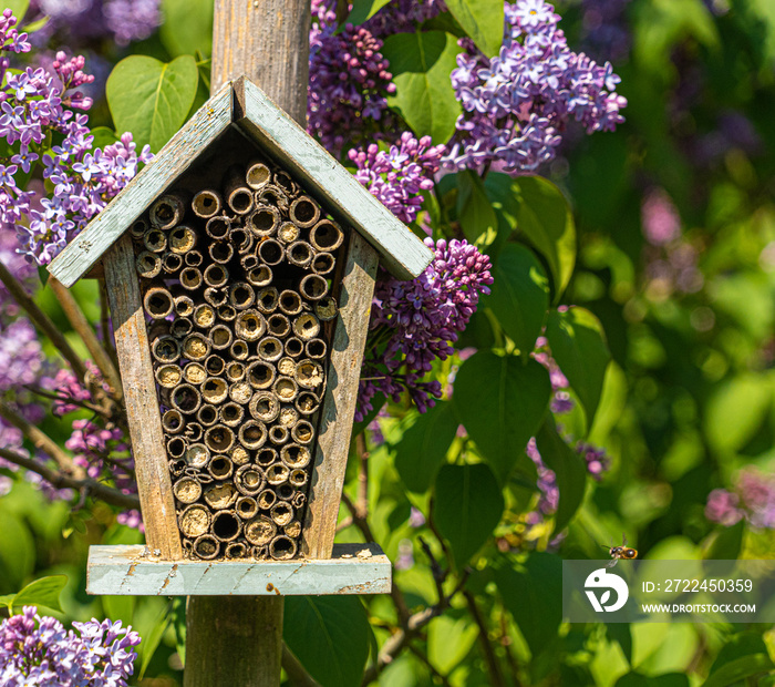 Close up front view of aged antique bee hotel with wooden tubes and purple flowers to background