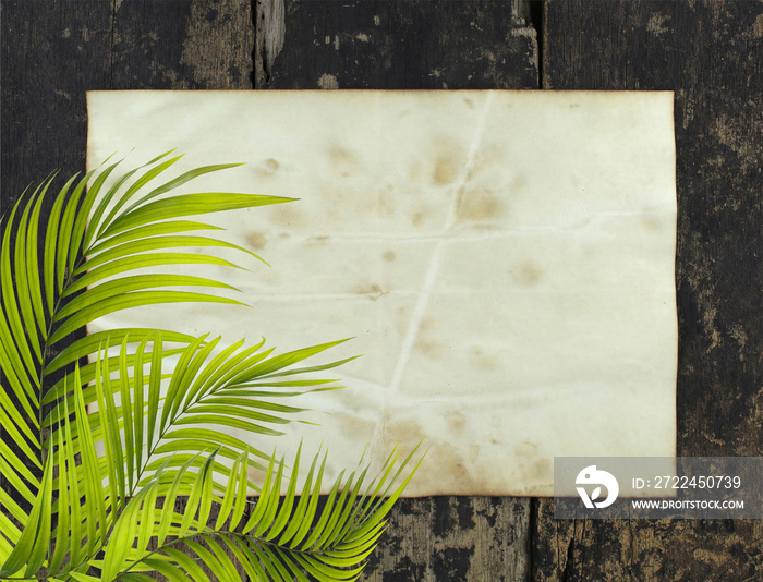 old paper background with palm leaf