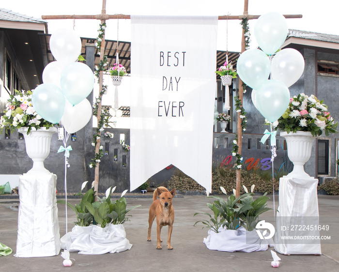 Funny dog under best day ever wedding flag