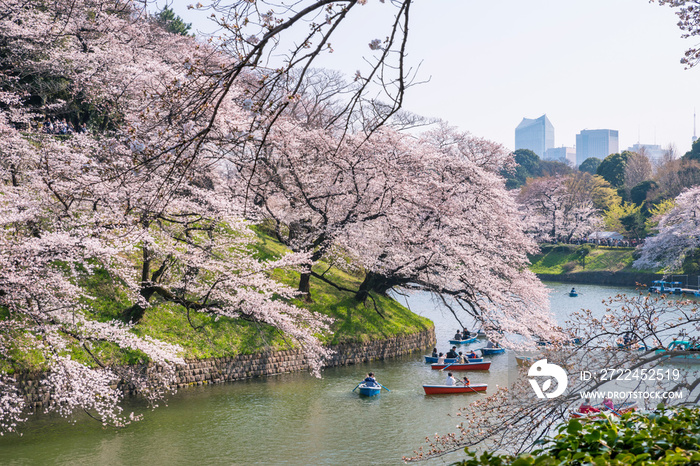 桜が満開の千鳥ヶ淵の風景