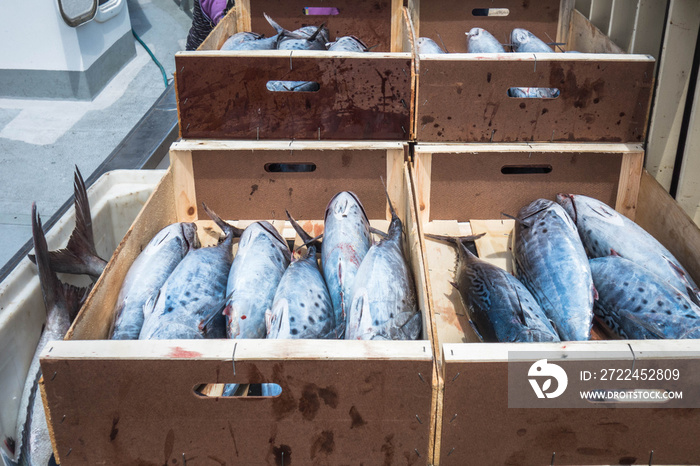 Close-up of captured fish boxes, tuna, bonito, melva... in the Almadraba of La Azohia, Cartagena,  Murcia, Spain