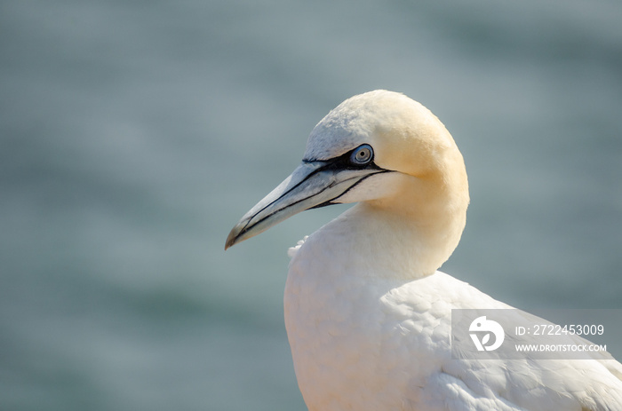 Basstölpel (Morus bassanus) auf der Insel Helgoland, Nordsee, Schleswig-Holstein, Deutschland