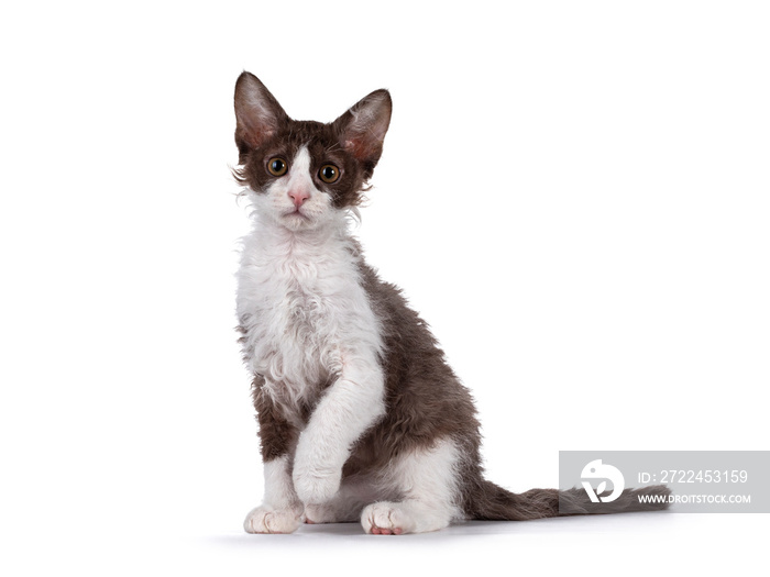Cute brown with white LaPerm cat kitten, sitting side ways with one paw playful in air. Looking straight to camera with orange eyes. Isolated on white background.