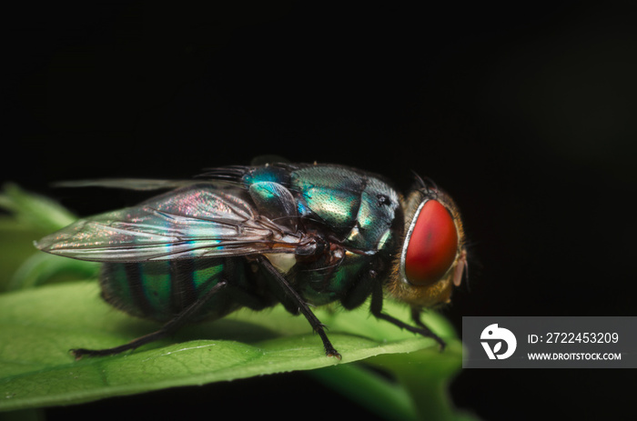 insect fly on on green leaf. fly house. blow fly.