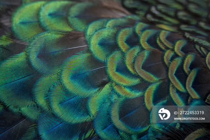 close-up peacock feathers