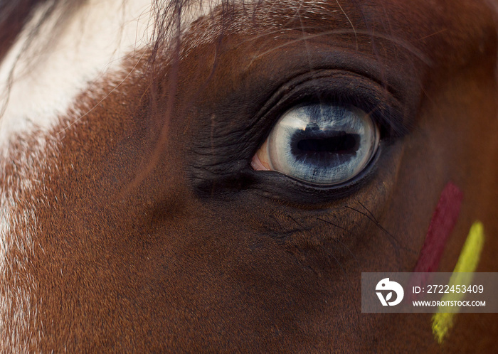 blue horse eye close up portrait