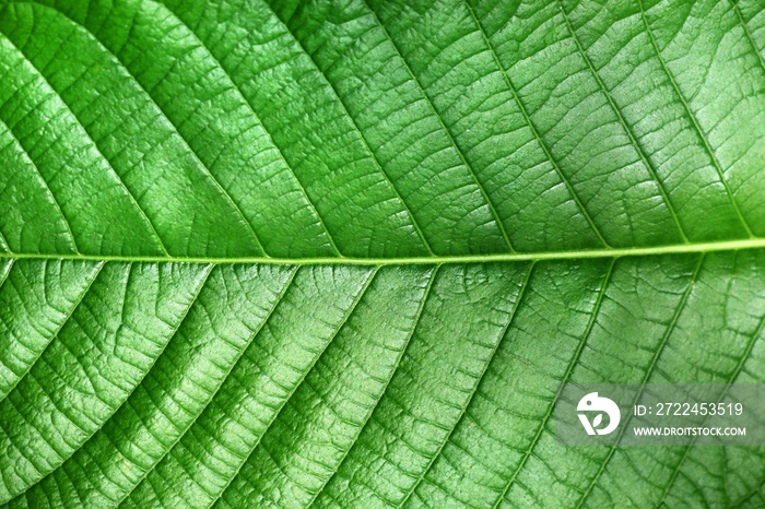 Texture of green leaf of Magnoliopsida plant type for background