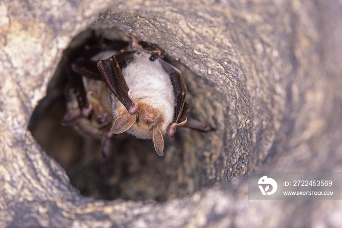 Close up two strange animals Greater mouse-eared bats Myotis myotis hanging upside down in the hole of the cave and hibernating. Wildlife photography.